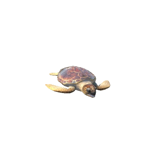 LoggerheadSeaturtleTwoLODs