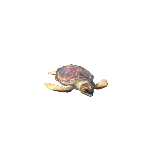 LoggerheadSeaturtleYoungLowPoly