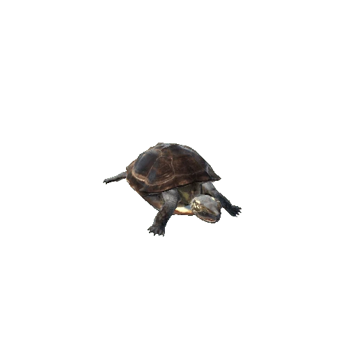 PondTurtleLowPoly