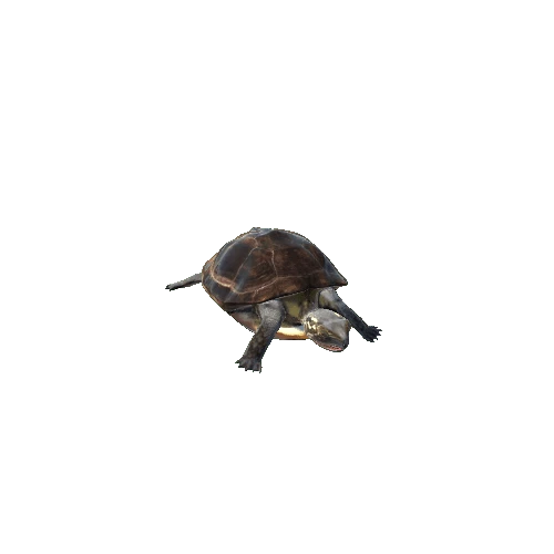 PondTurtleMiddlePoly