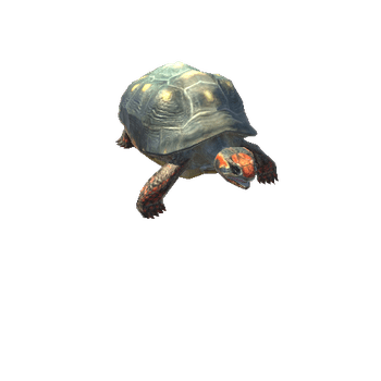 RedFootedTortoise