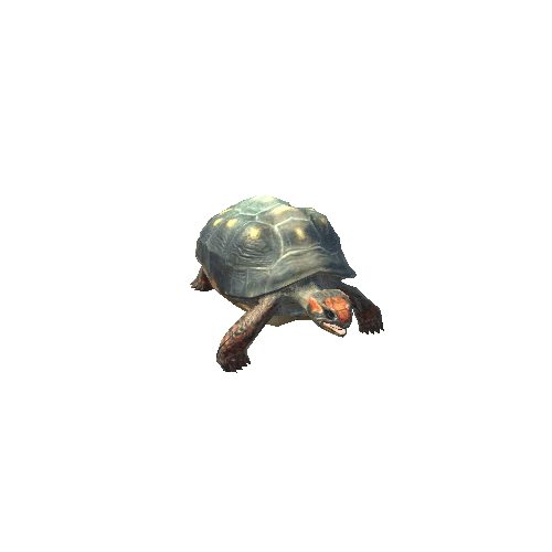 RedFootedTortoise