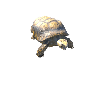 YellowFootedTortoise