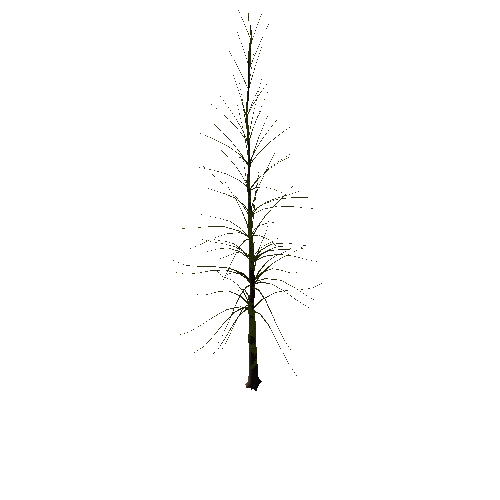 02_conifer_03_01