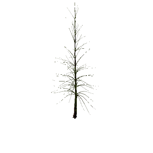 02_conifer_03_02