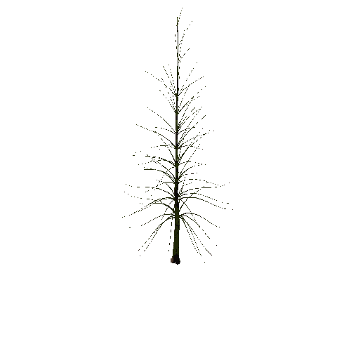 02_conifer_03_04