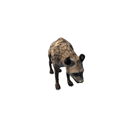 hyena_fv_rm_SHP_Gray