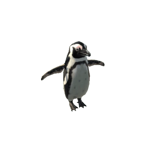 AfricanPenguinModelLowPoly