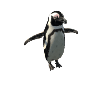 AfricanPenguinModelMiddlePoly