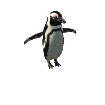 AfricanPenguinModelTowLODs