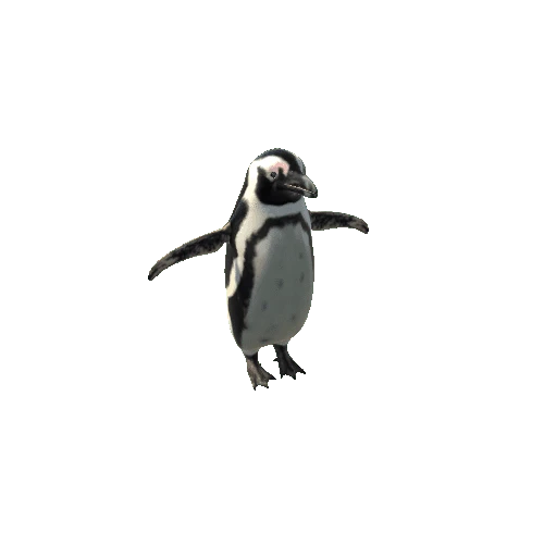 AfricanPenguinModelTowLODs