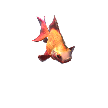 Goldfish