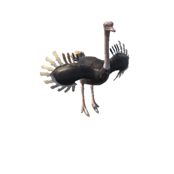 Ostrich