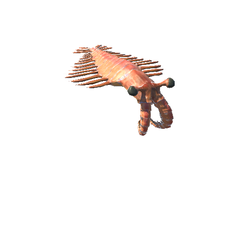 AnomalocarisModel