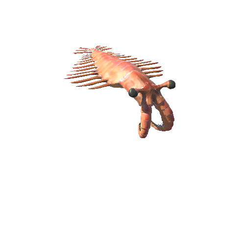 AnomalocarisModelTwoLODs