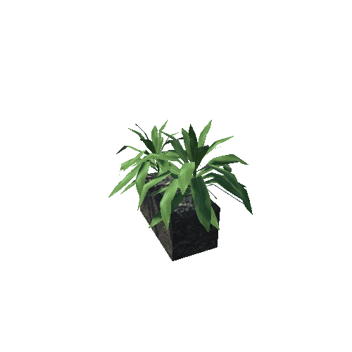 Plant03