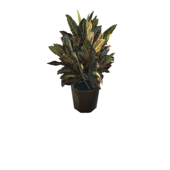 Plant12