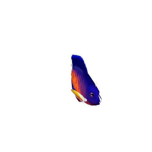 AngelFish_03