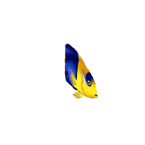 AngelFish_09