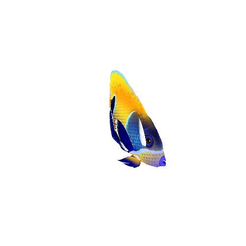 AngelFish_10
