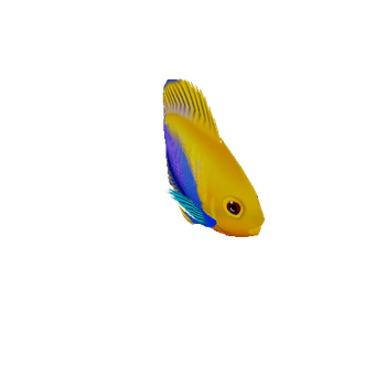 AngelFish_16