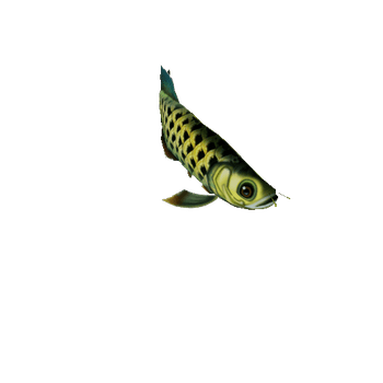 Arowana_Fish_01