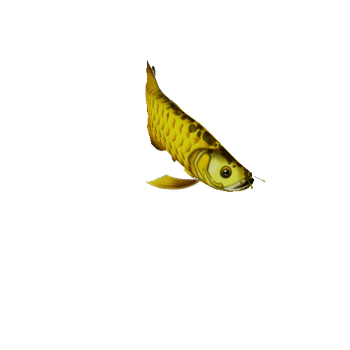 Arowana_Fish_03