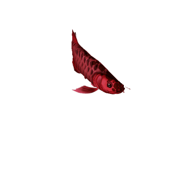 Arowana_Fish_04