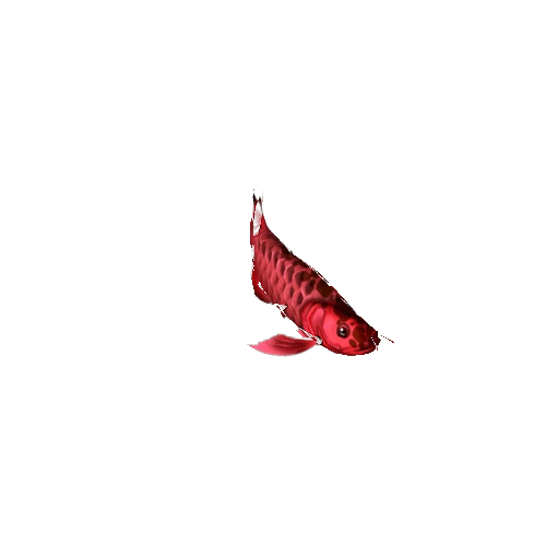 Arowana_Fish_04