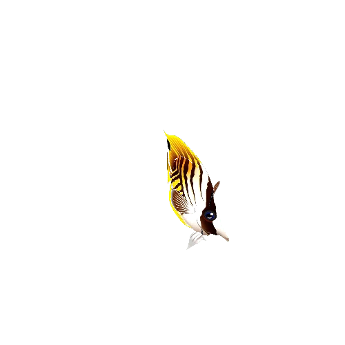 ButterflyFish_01