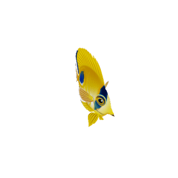 ButterflyFish_02