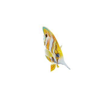 ButterflyFish_03