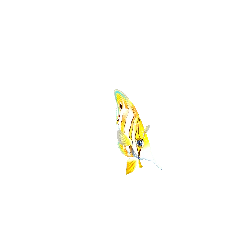 ButterflyFish_03