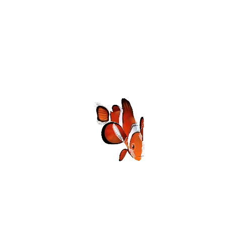 ClownFish_01