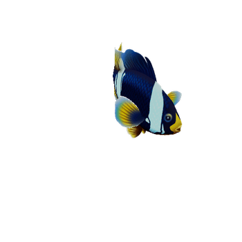 ClownFish_03