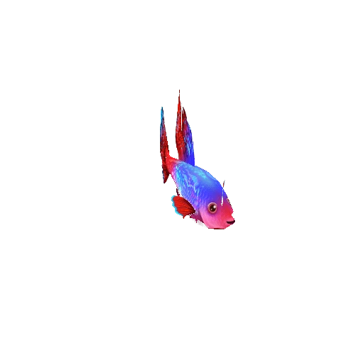 Guppy_Fish_01