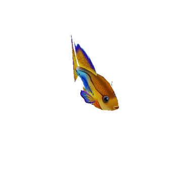 Guppy_Fish_03