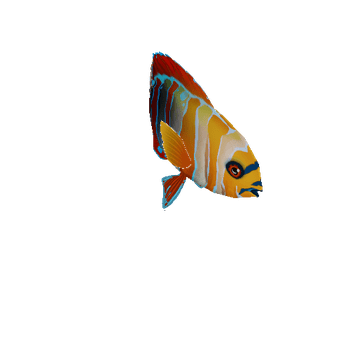 HarlequinTusk_Fish