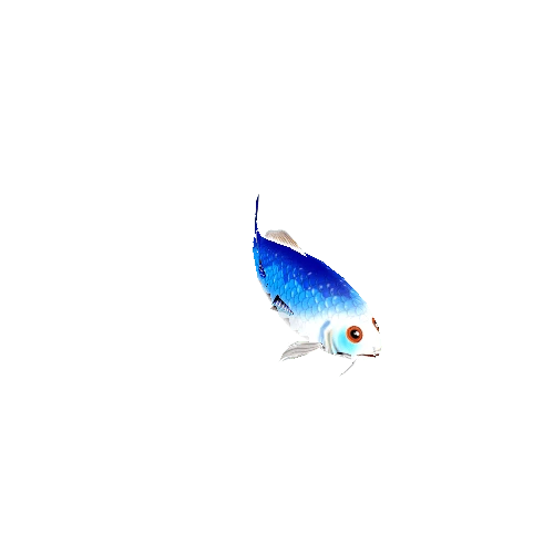 Koi_Fish_03