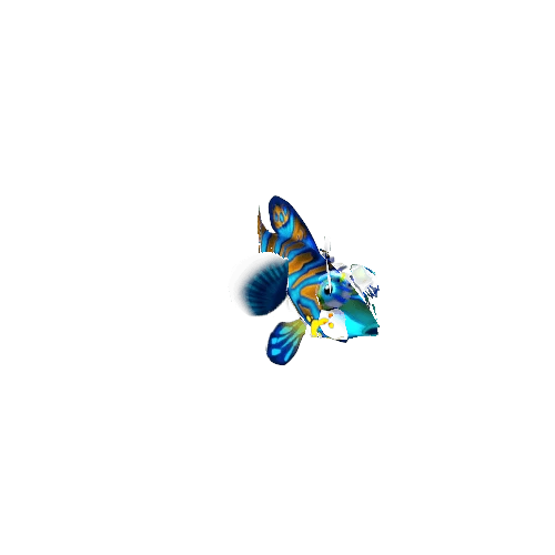 Mandarin_Fish_02