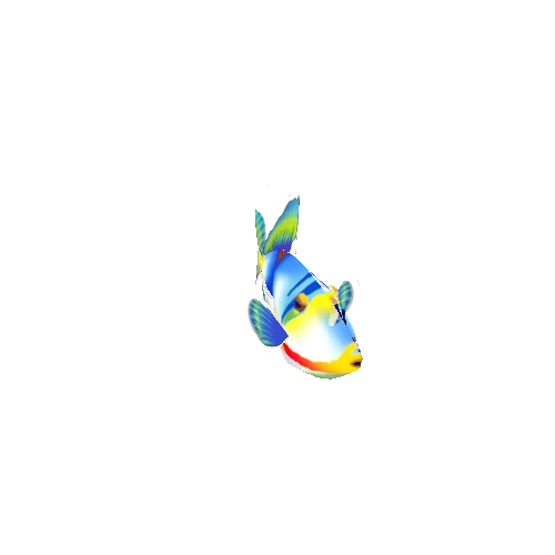 Queen_Trigger_Fish_01