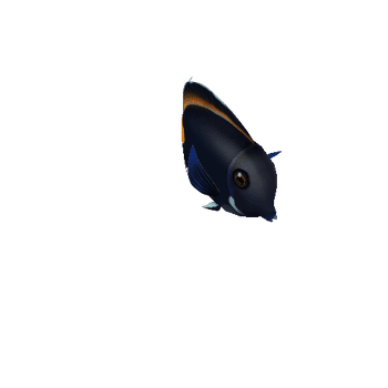 TangFish_02