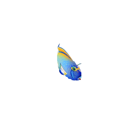 TangFish_04