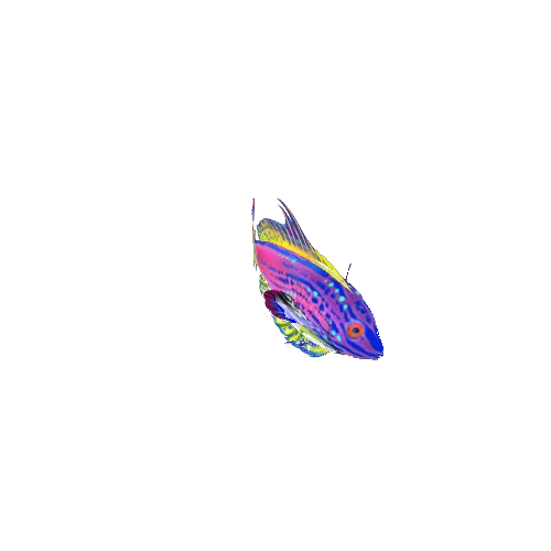 Wrasse_Fish_03