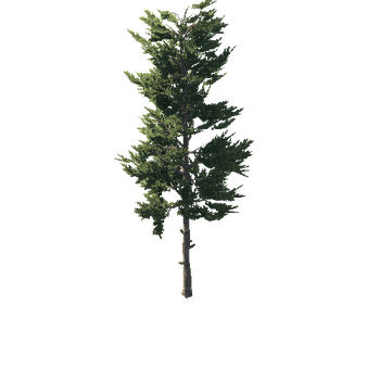 Conifer_Desktop