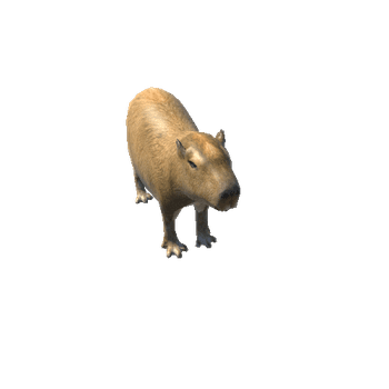 CapybaraModelNoFur