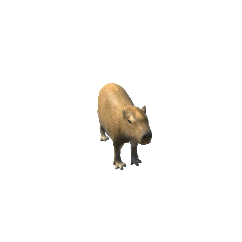 CapybaraModelNoFur