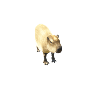 CapybaraModelTwoLODs