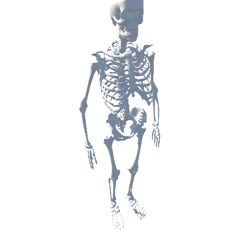 Skeleton