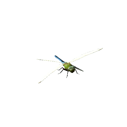 dragonfly@fly